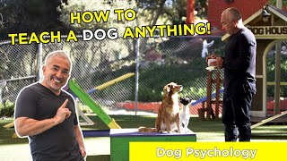 HOW TO TEACH A DOG ANYTHING With Cesar Millan [upl. by Nylidnam406]