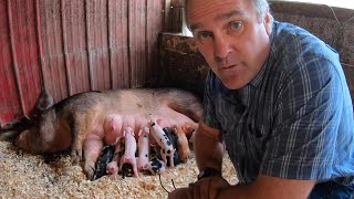 Brand New Piglets Small Farm Sunday [upl. by Ajiam]