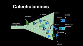 Catecholamines Norepinephrine Epinephrine [upl. by Atimad]