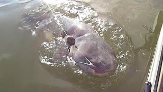 EASY Way To Find Catfish On A River [upl. by Vaclava]