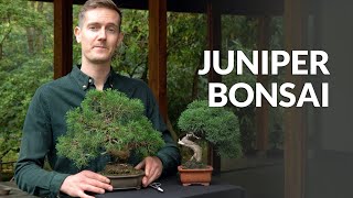 Juniper Bonsai tree care [upl. by Tawsha]