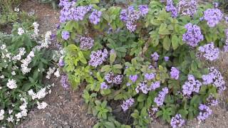 Heliotropium arborescens White amp Purple Helitrope [upl. by Air]