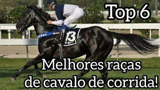 Top 6 Melhores raças de cavalo de corrida  HorseTubeTV [upl. by Aros547]