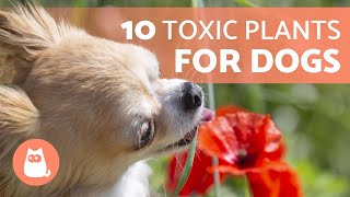 10 TOXIC PLANTS for DOGS and Their Effects 🐶 ❌ 🌷 [upl. by Aitercul]