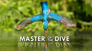 Kingfisher Death from Above [upl. by Fernandina]