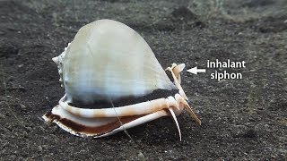 Mucky Secrets  Part 17  Sea Snails amp Flame Scallop  Lembeh Strait [upl. by Keverian789]