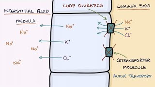 How Does Furosemide Work Understanding Loop Diuretics [upl. by Phillip234]