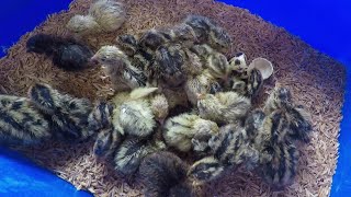 Brooding Quail Chicks [upl. by Laddy]