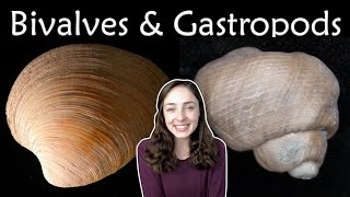 Mollusca Pt 2 Bivalves amp Gastropods Invertebrate Paleontology  GEO GIRL [upl. by Rachel]