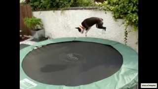 Dogs on Trampolines Compilation [upl. by Lauzon516]