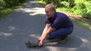 NC Zoo Keeper Shows How to Move a Snapping Turtle [upl. by Cleopatre173]