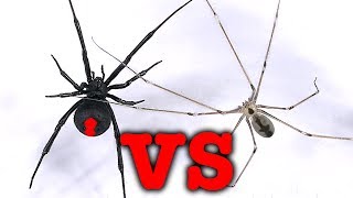 Redback Spider Vs Daddy LongLegs Spider Mythbusting Bug Battle [upl. by Shaun]