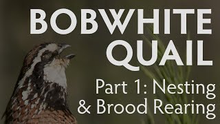 Bobwhite Quail Nesting and Brood Rearing  PART 1  Latest Largest Research Study [upl. by Spiro]