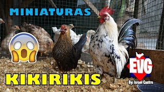 Nuevos KIKIRIKIS miniatura en el Criadero [upl. by Schulz]