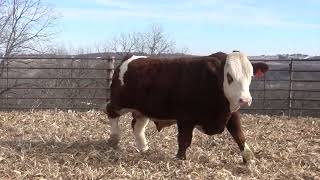 L342 Brink Genetics 2024 Fleckvieh Bull amp Female Offering [upl. by Klement]