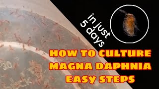 How to Culture Magna Daphnia Easily [upl. by Anaujnas]