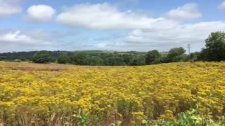 Field of ragwort [upl. by Amekahs]