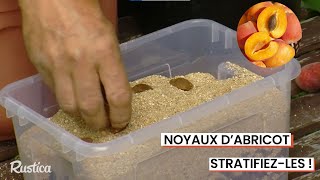 3 méthodes pour stratifier et planter des noyaux dabricotier [upl. by Demy]