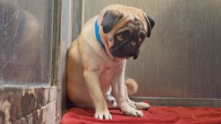 Terrified PUG Won’t Let ANYONE Close After Being Brought to the Shelter Valentines Day 😔 [upl. by Asilana]