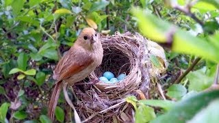 Bird hatching and brooding HD [upl. by Eitsirk]