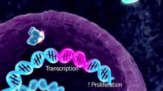 The HER Signaling Pathway [upl. by Ronda942]