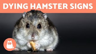 THIS Is How Hamsters Fit So Much Food Inside Their Cheeks  Pets Wild At Heart  BBC Earth [upl. by Anahsirk]