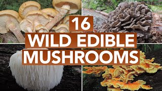 16 Wild Edible Mushrooms You Can Forage This Autumn [upl. by Ibed]