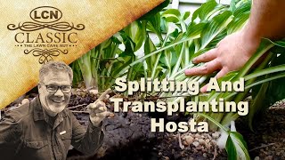 Splitting And Transplanting Hosta  Step By Step [upl. by Enahpad]