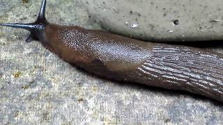 Giant Slug ambles across the patio looking for food [upl. by Melliw397]