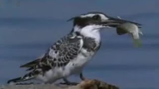 Pied Kingfisher Catching Fish in Split Second  BBC Studios [upl. by Felten771]