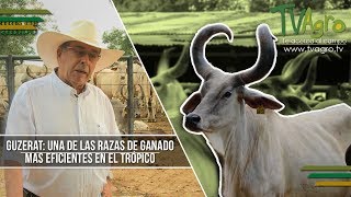 Guzerat Una de las Razas de Ganado mas Eficientes en el Tropico  TvAgro por Juan Gonzalo Angel [upl. by Varini]