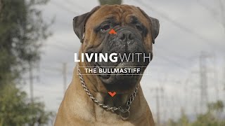 ALL ABOUT LIVING WITH THE BULLMASTIFF [upl. by Llecrad546]