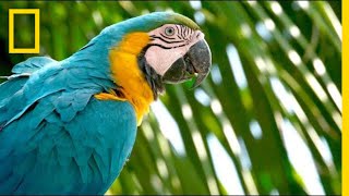 Why Are Wild Parrots Disappearing in Miami  Short Film Showcase [upl. by Nedrud519]