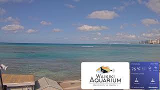 Waikiki Aquarium South Shore Surf Cam [upl. by Asoj]