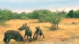 3 hyenas fight 13 wild dogs over kill [upl. by Grindle]