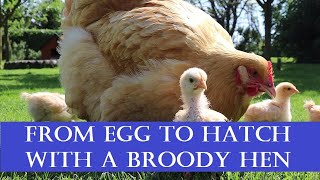 From Egg to Hatch with a Broody Hen [upl. by Hgielhsa473]