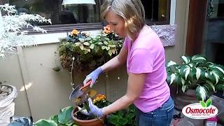 How to Prune Begonias [upl. by Ynaffi]