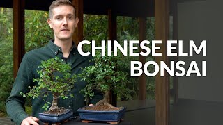 Chinese Elm Bonsai care Ulmus [upl. by Yelserp769]