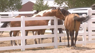 Mare in Heat  Teasing Stallion  Horse Courtship Display [upl. by Hitchcock]