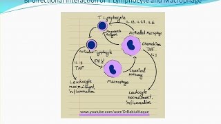 Chronic Inflammation HD [upl. by Eehc]