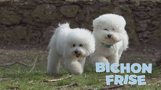 Bichon Frise Dog Breed 101 [upl. by Aenahs426]