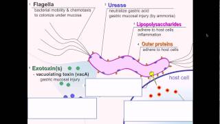 H Pylori Gone But Symptoms Remain [upl. by Auburn594]