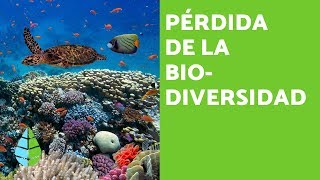 PÉRDIDA de la BIODIVERSIDAD CAUSAS y CONSECUENCIAS [upl. by Frederik261]