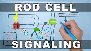 Rod Cell Signaling [upl. by Touber]