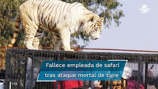 Joven muere tras ser atacada por un tigre en un safari [upl. by Anires]