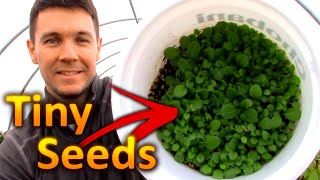 How to Grow PETUNIAS from SEEDS Part 1 Collecting and Germinating Petunia Seeds [upl. by Darmit]