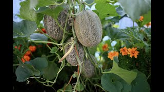 Melon growing and harvest on the ground or up a string [upl. by Nelyk]