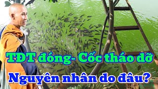 TĐT ĐÓNG  CỐC BUỘC THÁO DỠ NGUYÊN NHÂN DO ĐÂU [upl. by Cherie148]