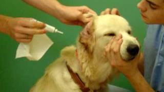 How to Clean Your Dogs Ears [upl. by Sparks500]