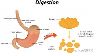 What is Protease [upl. by Torras789]